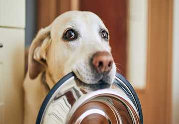 5 Steps to Choosing the Right Food for Pets with Sensitive Stomachs