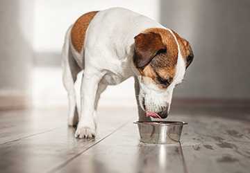 4 Ways to Ensure Your Pet Stays Hydrated in Hot Weather