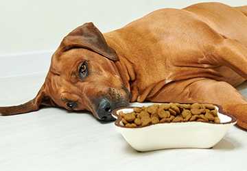 5 Signs Your Pet Might Need a Special Dietary Plan