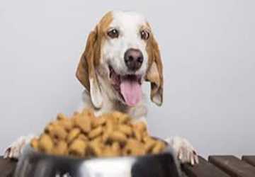 5 Ways to Incorporate Superfoods into Your Pet's Diet