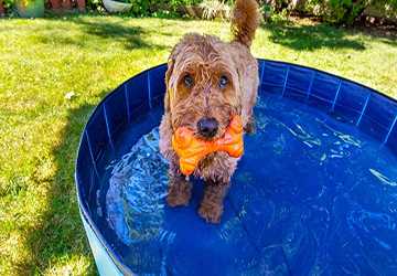 4 Ways to Ensure Your Pet Stays Hydrated in Hot Weather