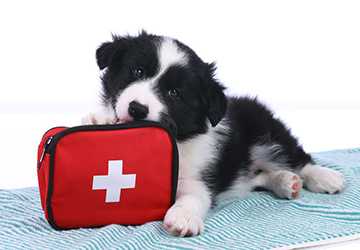 5 Reasons You Should Have a Pet Emergency Kit