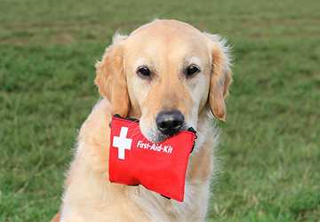 5 Reasons You Should Have a Pet Emergency Kit