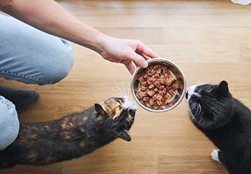 4 Essential Nutrients that Your Cat Needs to Thrive