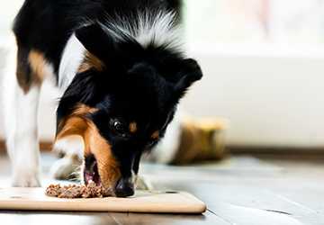 5 Ways to Incorporate Superfoods into Your Pet's Diet