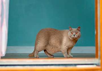 4 Proven Tips for Preventing Obesity in Indoor Cats