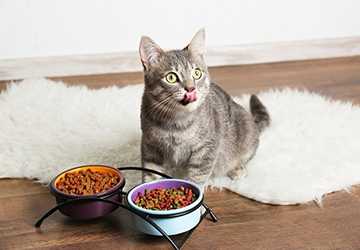 4 Essential Nutrients that Your Cat Needs to Thrive