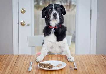 5 Steps to Choosing the Right Food for Pets with Sensitive Stomachs