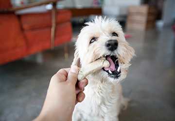 5 Mistakes to Avoid When Feeding Your Pet