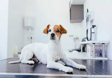 4 Effective Strategies for Dealing with Pet Allergies