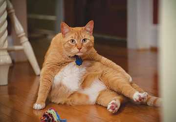 4 Proven Tips for Preventing Obesity in Indoor Cats