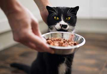 4 Essential Nutrients that Your Cat Needs to Thrive