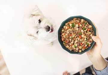 5 Ways to Incorporate Superfoods into Your Pet's Diet