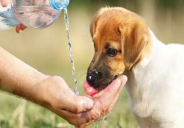 4 Ways to Ensure Your Pet Stays Hydrated in Hot Weather