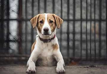 What to Know About Adopting a Shelter Dog