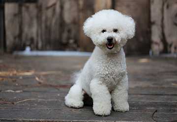 Who Should Opt for a Hypoallergenic Pet