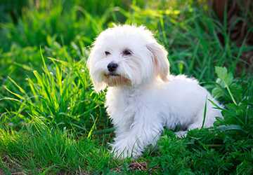 Who Should Opt for a Hypoallergenic Pet