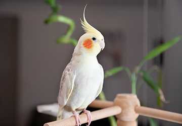 What Types of Pet Birds are Best for Beginners