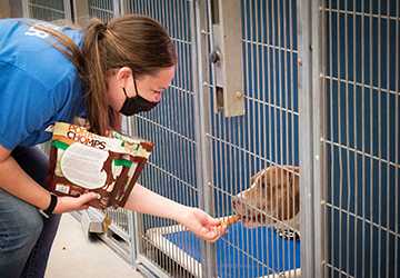 Where Can You Volunteer with Animals in Your Area