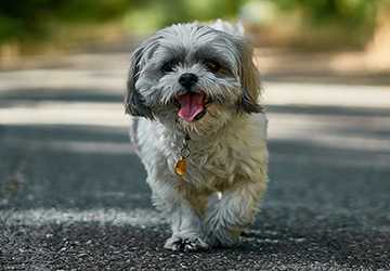 Who Should Opt for a Hypoallergenic Pet