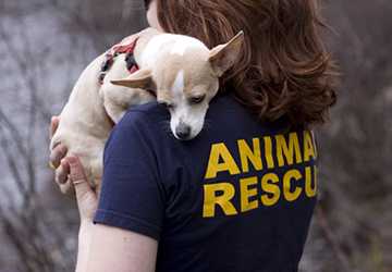 Where Can You Volunteer with Animals in Your Area