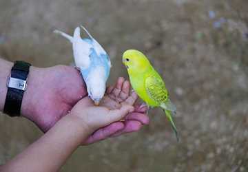 What Types of Pet Birds are Best for Beginners