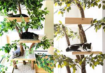 How to Build a DIY Cat Tree at Home