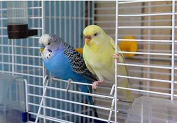 What Types of Pet Birds are Best for Beginners