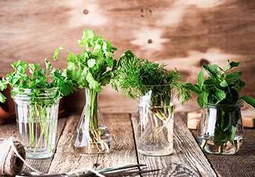 What Are the Best Ways to Store Fresh Herbs?What Are the Best Ways to Store Fresh Herbs?