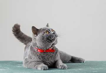 How to Choose the Perfect Collar for Your Cat or Dog